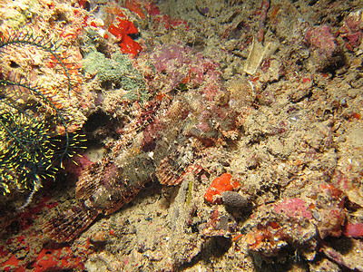 Raggy 鱼潜水相片红色摄影热带珊瑚生活海洋胡子图片