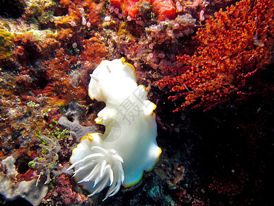 太平洋努迪布朗动物海兔宏观火山粉色引言白色生物珊瑚潜水图片