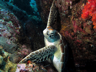 海龟控股图片