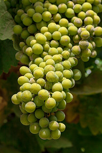 葡萄园里的葡萄苗上 有许多绿葡萄绿色葡萄园阴影水果酒厂叶子农业藤蔓阳光植物图片