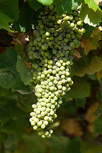 葡萄园里的葡萄苗上 有许多绿葡萄葡萄园酒厂水果植物阳光藤蔓阴影农业叶子食物图片