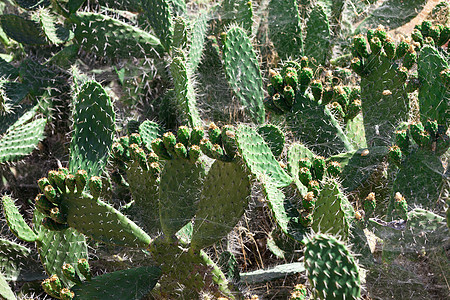 布什绿色刺青仙人掌和蜘蛛网植物植物群扁平化叶子蔬菜沙漠生长多刺网络植物学图片