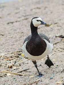 海滩上的白鹅动物群灰色荒野黑色白斑病形目海岸动物野鸟野生动物图片