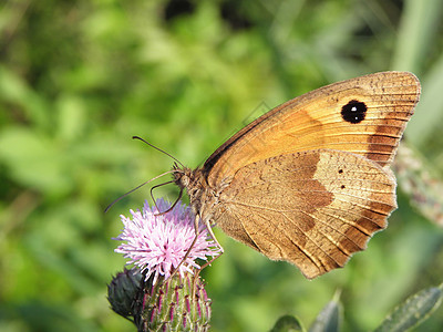 蝴蝶在花朵上植物群动物航班翅膀场地宏观野生动物昆虫花园绿色图片