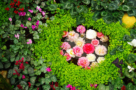 花园中的花朵装饰图片