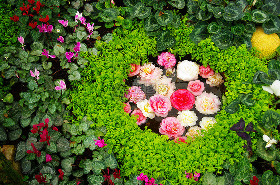 花园中的花朵装饰图片