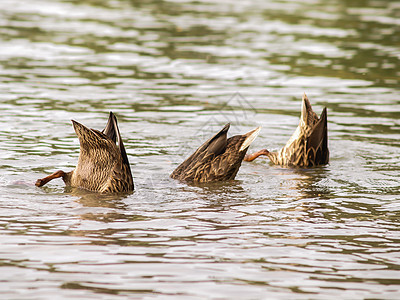 女性野鸭动物阳光季节动物群水禽池塘鸟类学羽毛野生动物荒野图片