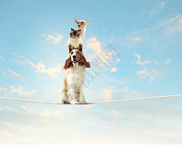 狗在绳索上平衡特技诡计马戏团危险风险电缆压力猎犬宠物小狗图片