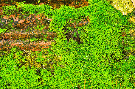 绿树苔藓地球地衣土壤植物群木头绿色叶子植物学工作室图片