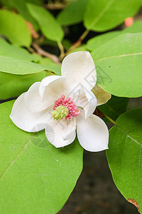 马格努利亚维塞内里语Name花园玉兰白色美丽叶子植物学绿色季节植物群花瓣图片