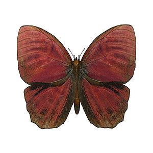红龙蝴蝶图片