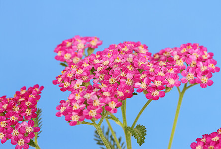 阿基尔粉色叶子花园植物图片