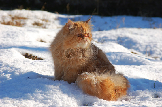 雪上的吉尔比运动天空下雪猫科动物滑雪乐趣场景哺乳动物荒野猫咪图片