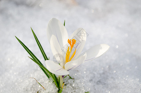 白春露在雪中紧贴着图片