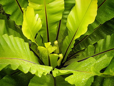 绿假植物生长生态环境叶子花园植物群园艺背景图片