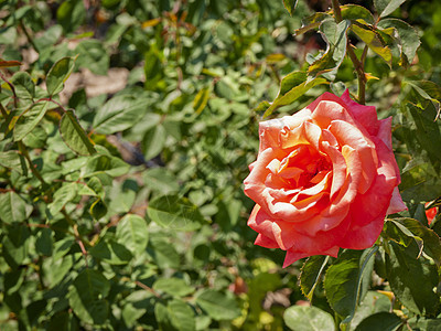 粉红玫瑰粉色绿色植物花园园艺植物群图片