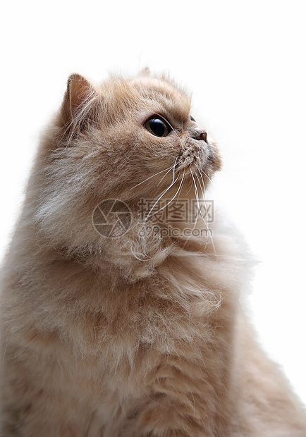 孤立的巴西猫白色哺乳动物警觉主题毛皮警报工作室脊椎动物家畜生物图片