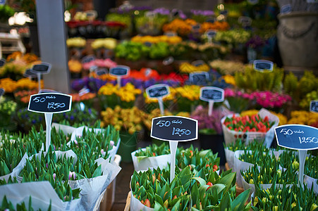 阿姆斯特丹花卉市场店铺郁金香花园植物群花束零售销售季节性绿色花店图片
