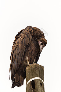危难中的承葬人野生动物电线杆翅膀秃鹰动物清道夫棕色图片