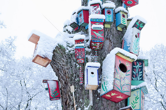 寒冬的雪树树干干的鸟巢箱图片