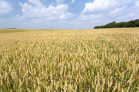 小麦田谷类小麦收获农场农业太阳光田园蓝色土地栽培图片
