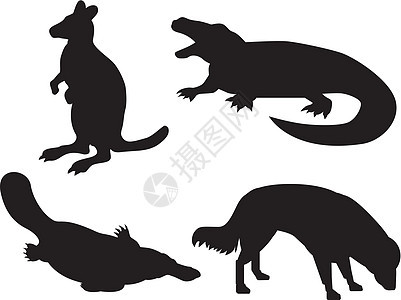 野生生物环爬虫艺术品动物鳄鱼狐狸插图蜥蜴鸭嘴兽袋鼠小袋鼠图片