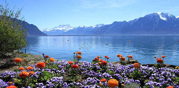 瑞士蒙特勒日内瓦湖的春天瑞士蒙特勒高山橙子全景天空旅行旅游植物假期蓝色图片