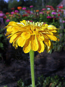 辛尼亚花 美丽的花植物学花瓣花园公园橙子植物群花朵黄色圆圈绿色图片