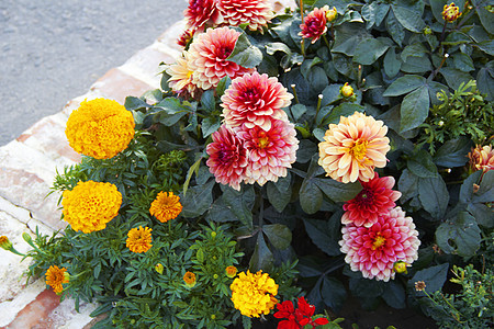 花盆公园风景花坛植物阳光美化花朵灯泡叶子季节图片