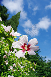 花园中的粉红和白碧花叶子植物情调树叶热带植物群蓝色生长天空草本植物图片