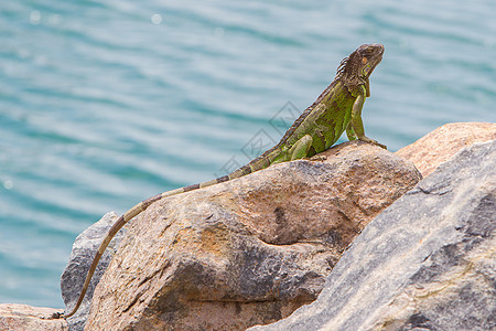 Iguana 蜥蜴坐在岩石上胡子动物蓝色情调热带异国休息野生动物生物鳞片状图片