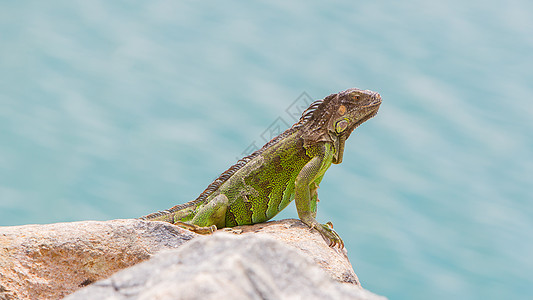 Iguana 蜥蜴坐在岩石上尖刺鬣蜥水平热带异国动物鳞片状胡须爬虫绿色图片