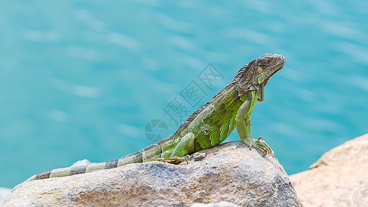 Iguana 蜥蜴坐在岩石上生物食草动物视线冒充野生动物情调胡子热带爬虫图片