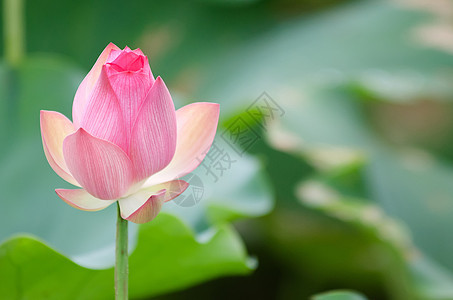 莲花花瓣精神农场树叶花园百合场地植物群植物热带图片