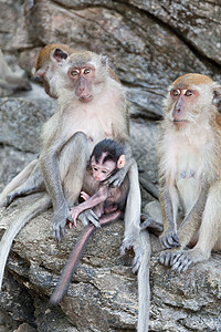 猴子的家族坐在岩石上旅行野生动物灵长类母性家庭热带婴儿荒野公园动物图片