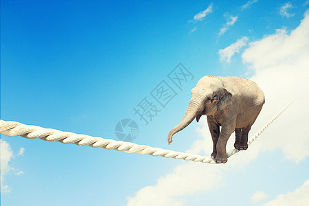 大象靠绳子行走电缆诡计动物危险压力马戏团犬类力量平衡特技图片