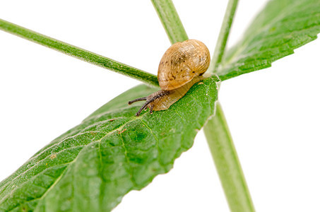 孤立的白种植物叶 小蜗牛爬草图片