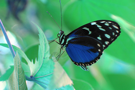 蓝植物美女百货风水宏观淡水蓝色动物群生态学花语图片