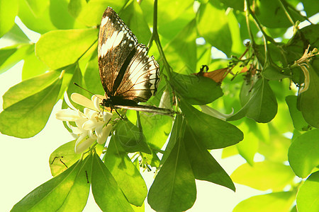Papillon 格里斯语图片