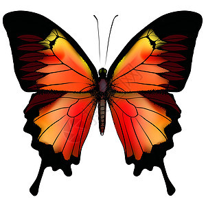 孤立的蝴蝶矢量白色黑色黄色翅膀热带生物棕色程式化航班插图图片