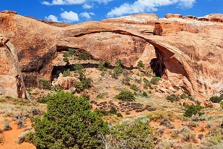 国家公园Moab Utah穆阿布乌塔树木砂岩台面假期石头沙漠悬崖土地旅行远足图片