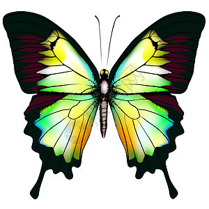 孤立的蝴蝶矢量棕色航班鳞翅目程式化插图黄色漏洞生物翅膀白色图片