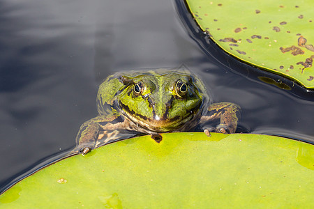 常见青蛙拉纳临时环境动物栖息地冷血池塘绿色宏观叶子野生动物两栖动物图片