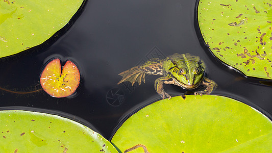 常见青蛙拉纳临时绿色两栖动物冷血动物环境叶子池塘野生动物宏观栖息地图片