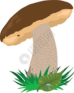 莱奇努食物棕色斑点森林绿色孢子植物灰色白色图片