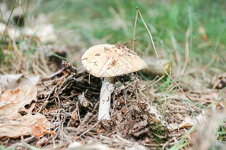 灰度棕色森林危险地面白色菌类季节叶子季节性植物图片