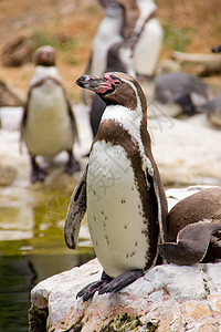 Humboldt企鹅准备跳入水中图片
