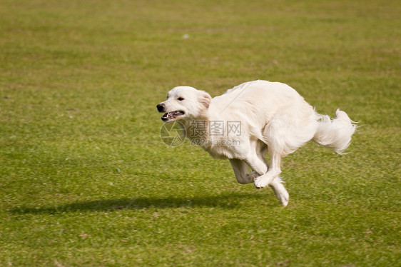 狗猎犬跑道展示学校赛车小狗跑步马术运动比赛图片