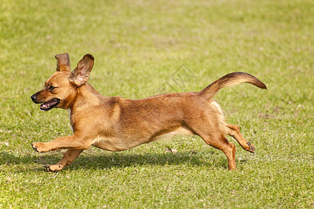 狗会议猎犬运动动物学校小狗舞步展示秀场跑步图片