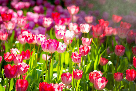 甜美的郁丽花花园花园花店植物学农村粉红色季节场地假期环境粉色图片